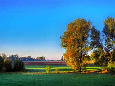 поля, осень, деревья, утро