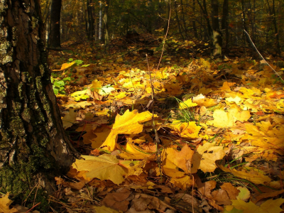 лес, осень, листья, дерево