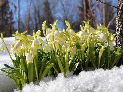 подснежники, природа, цветы, снег, весна, лес