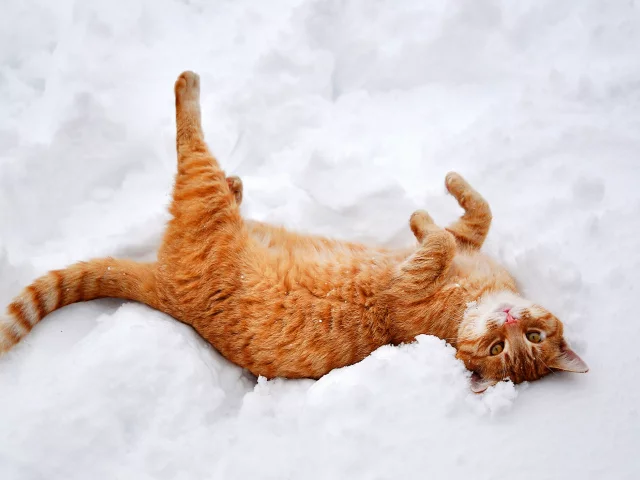 кошка, кот, природа, лежит, снег, зима, лапы, рыжий