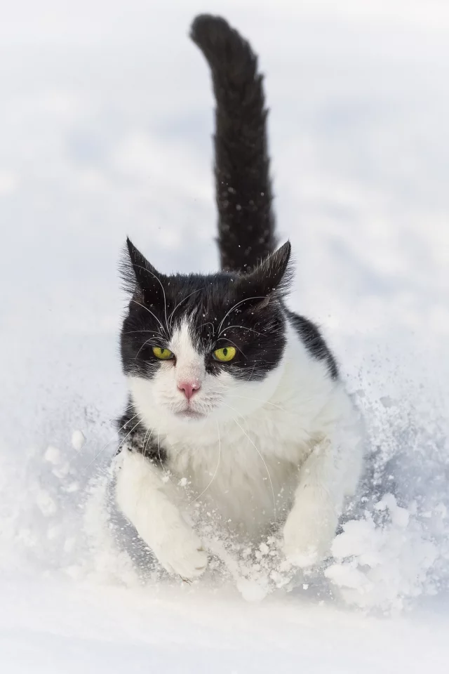 ctambako the jaguar, снег, бежит, сугроб, кот, зима, кошка