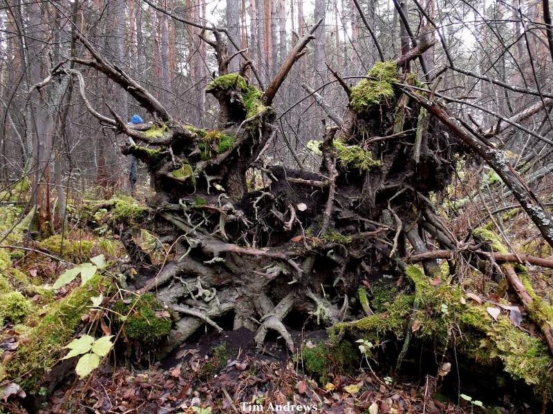 лес, корневище, поваленое