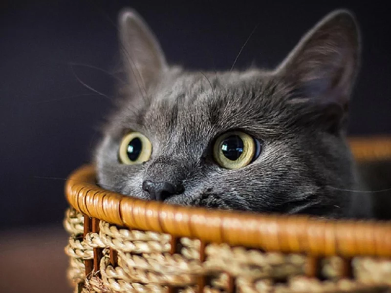 кот, темный, корзина