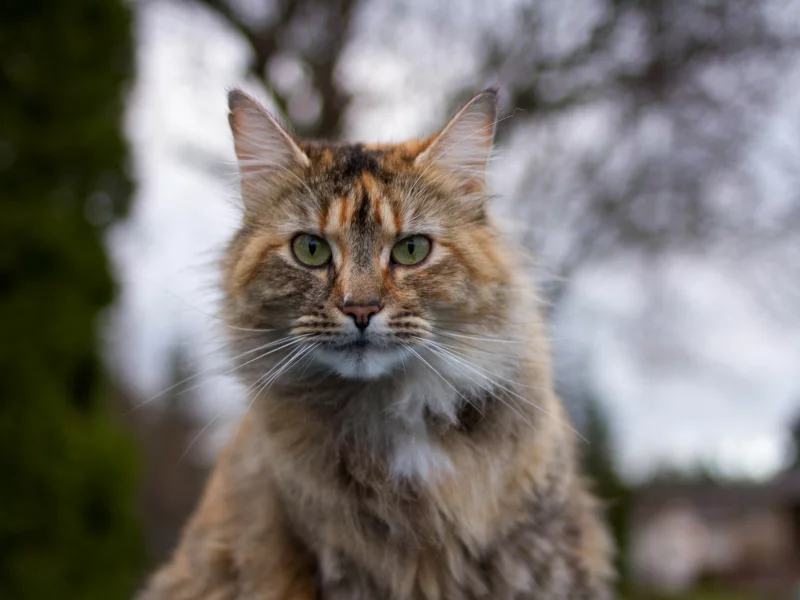 кот, взгляд, трехцветный, портрет, фон