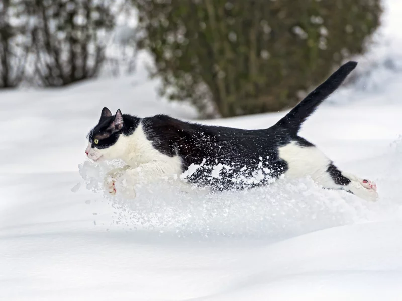 зима, ctambako the jaguar, снег, кот, бежит, кошка