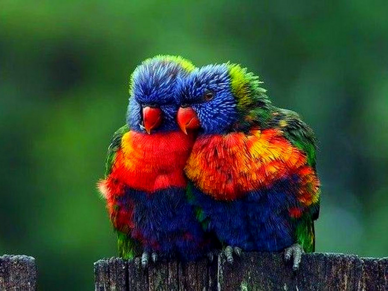 попугаи лори, пара, любовь