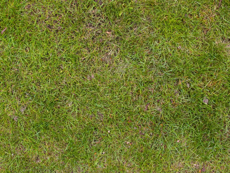 grass, land, plant life, soil