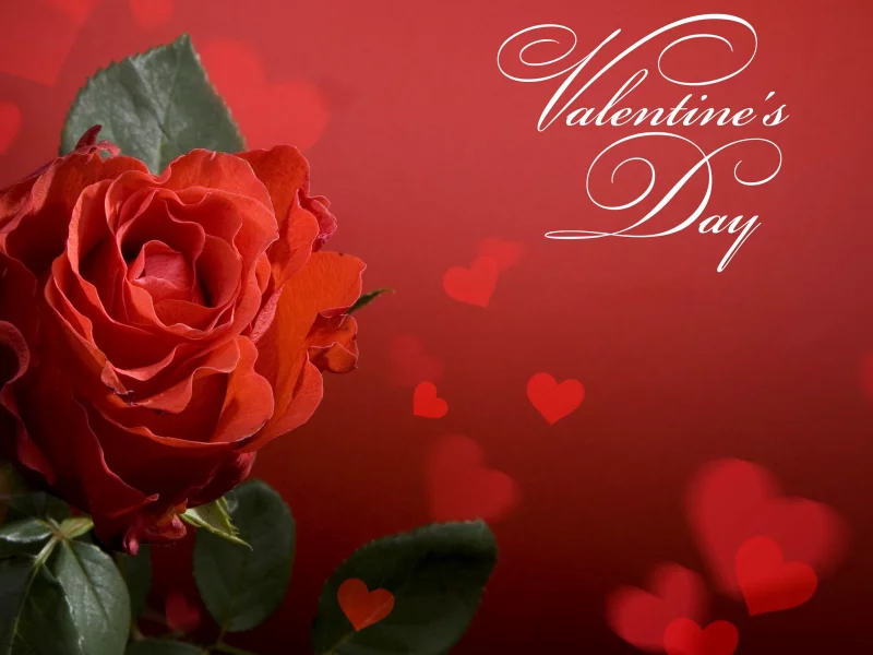 alentines ay, oses, heart, роза, сердце