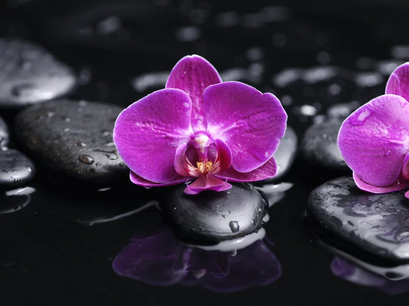 tenderness, black stones, purple, water, phalaenopsis, flowers, orchid, petals, drops, beauty
