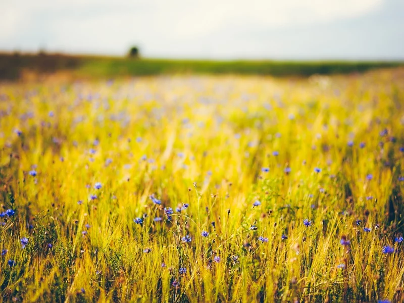 цветы, фиолетовый, пшеница, цветочки, синий, flower, flowers