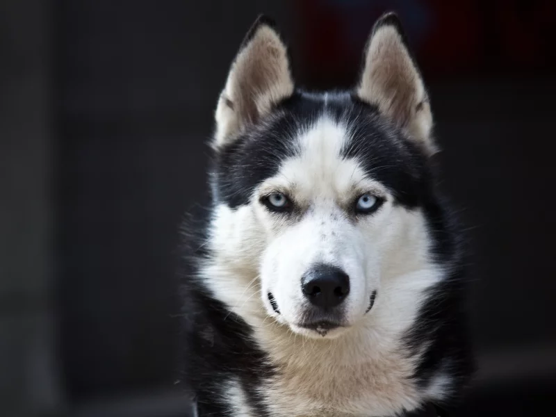 white, black, danger, cute, husky, blue eyes, dog