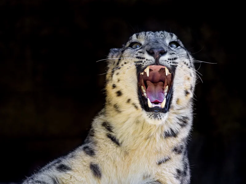 snow leopard, хищник, ирбис, оскал, снежный барс, дикая кошка