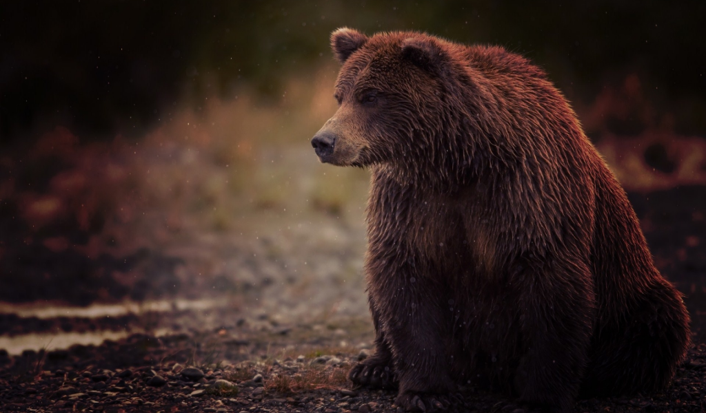 косолапый, brown, сидит, bear, бурый, медведь, sits, мокрый, wet