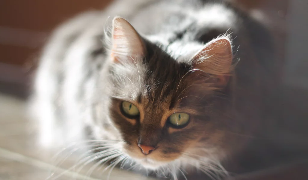кот, взгляд