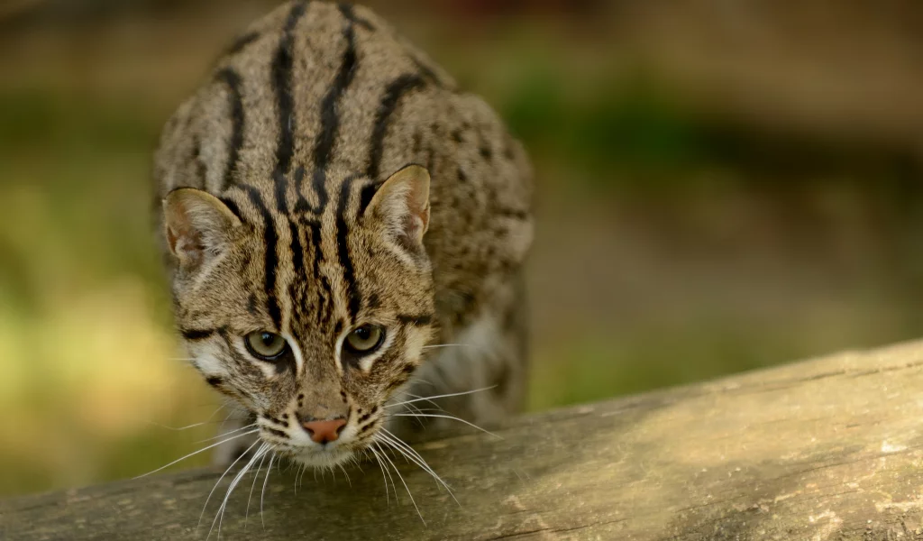 кот рыболов, кошка, кот, fishing cat, рыболов