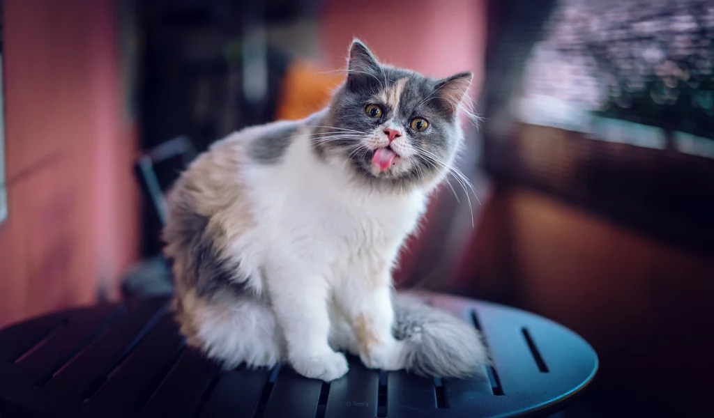 кот, кошка, язык
