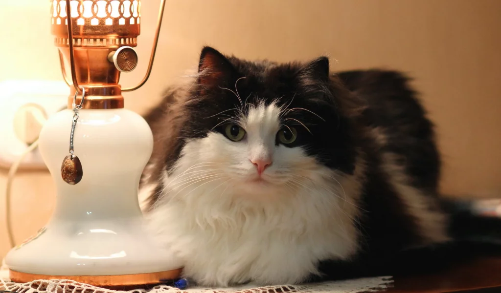 лампа, фон, кошка