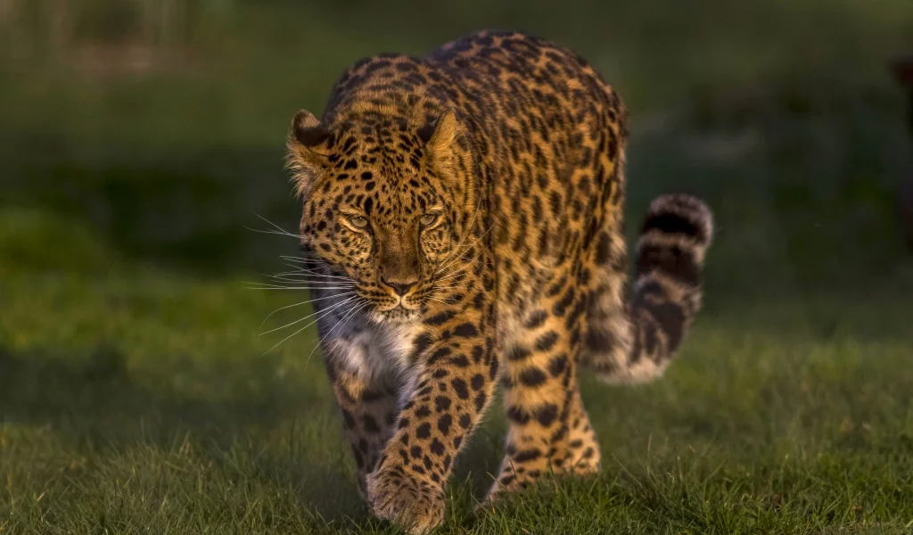 леопард, дикая кошка, красавец