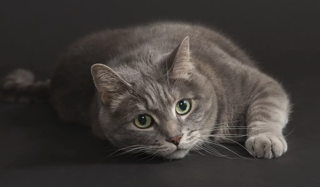 взгляд, кот, котэ