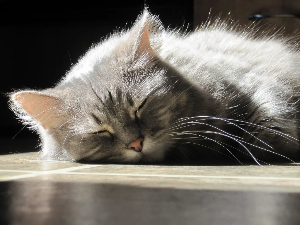 кот, спит