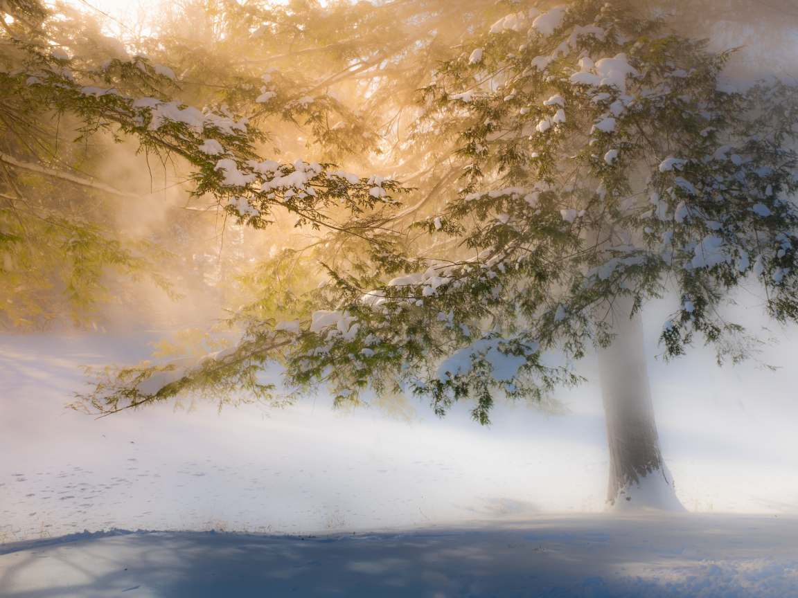 деревья, зима, солнечный, свет, снег