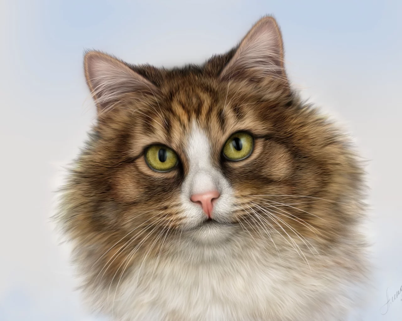 кот, взгляд