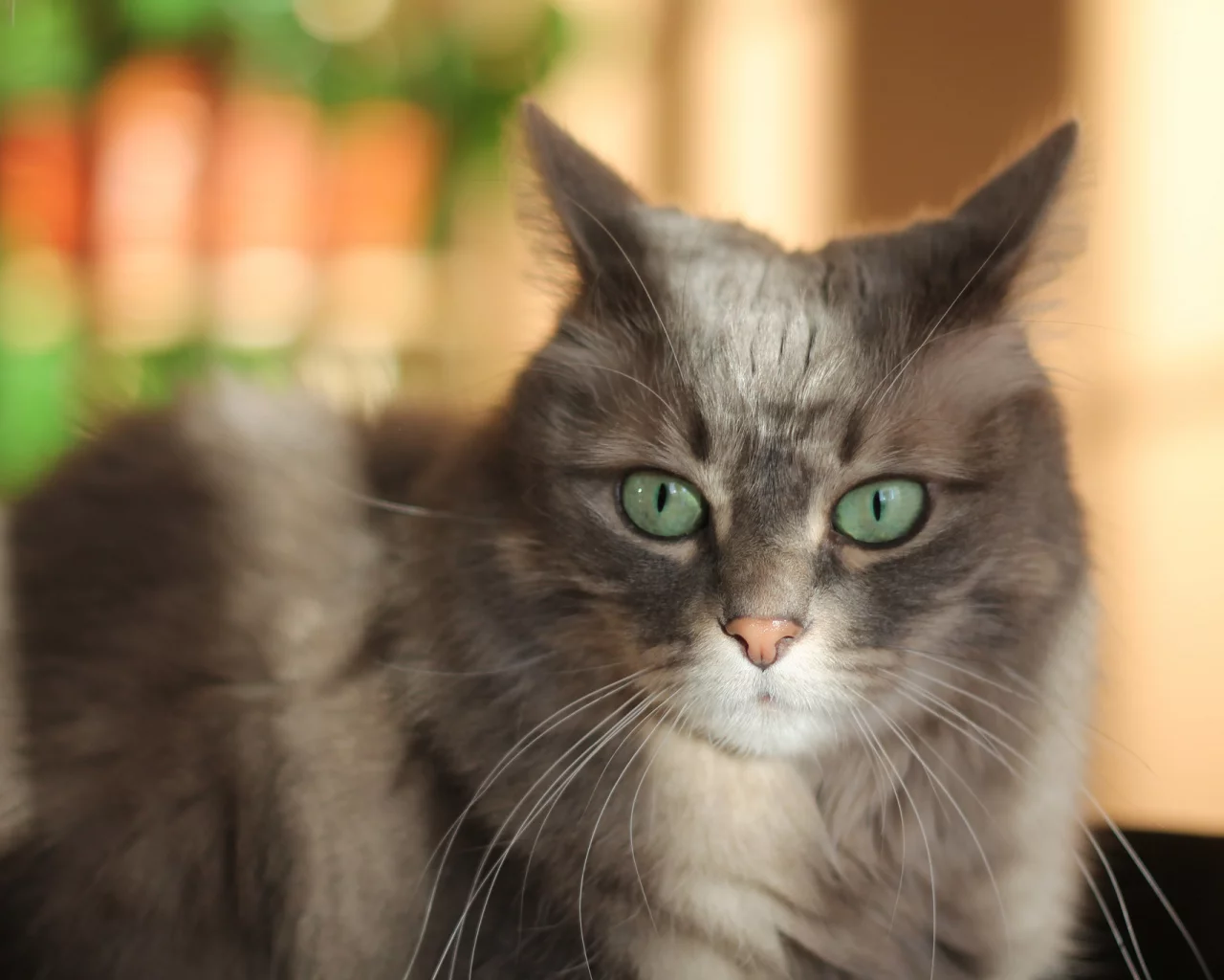 кот, взгляд
