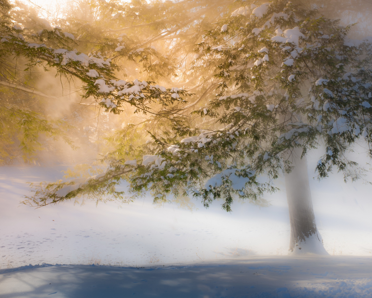 деревья, зима, солнечный, свет, снег