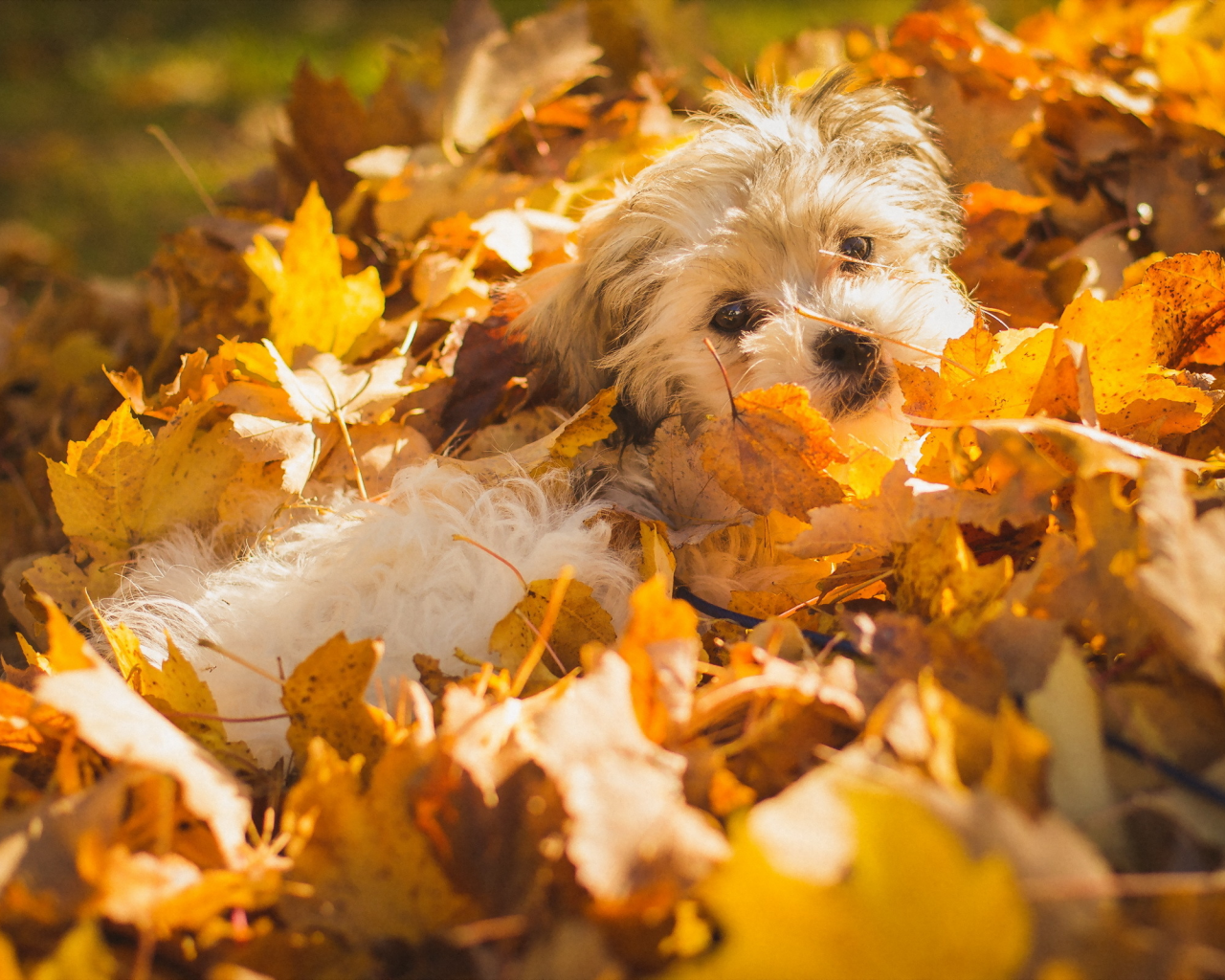 собака, листья, осень