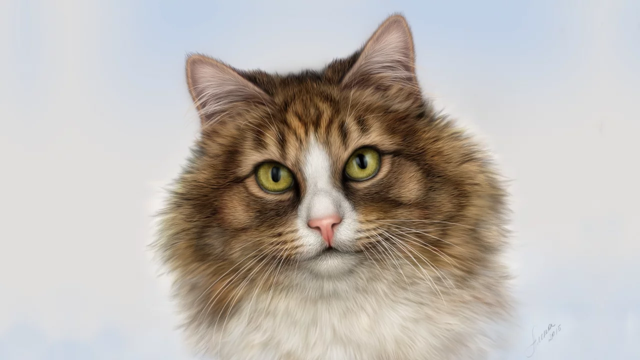 кот, взгляд