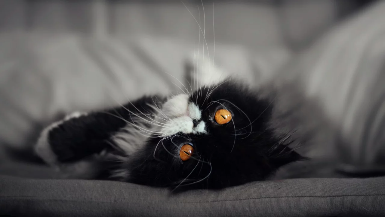 кот, кошка, мордочка, глаза взгляд