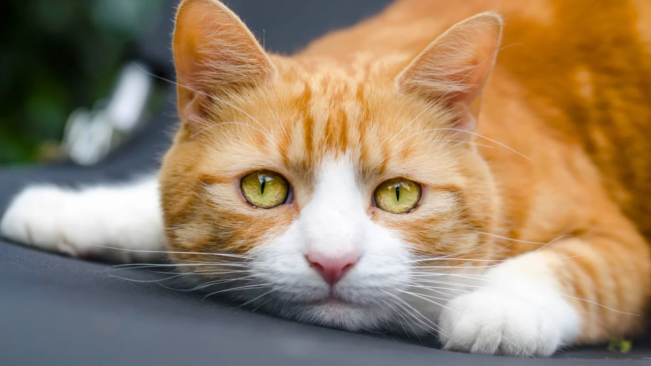 рыжий кот, кот, кошка, мордочка, взгляд