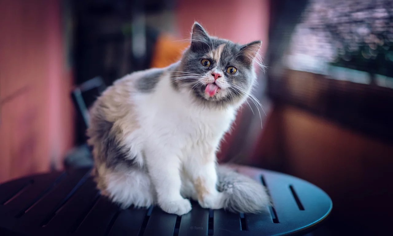 кот, кошка, язык