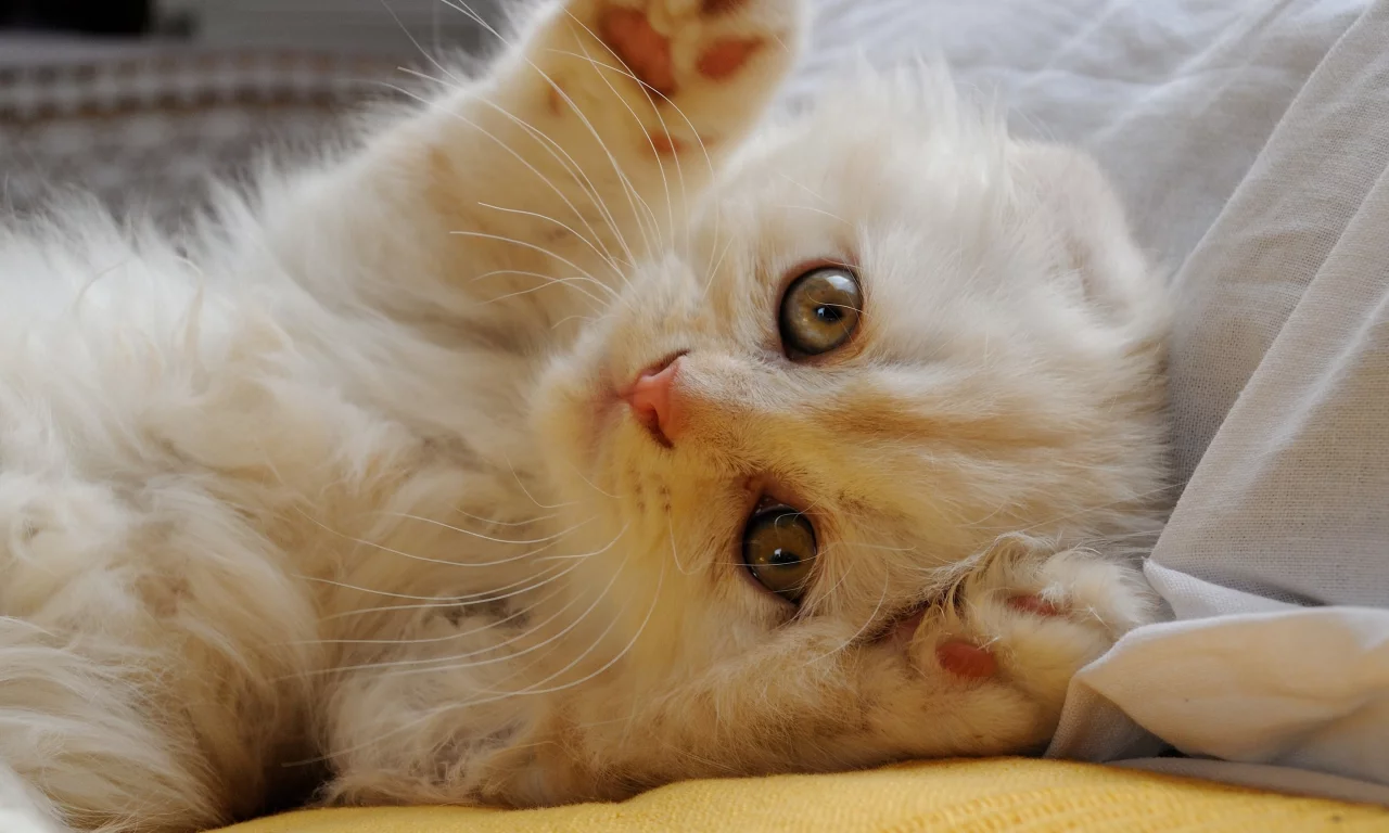 котёнок, лапки
