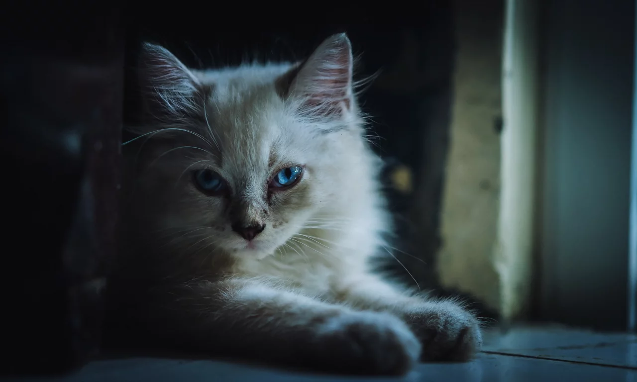 кошка, взгляд, фон