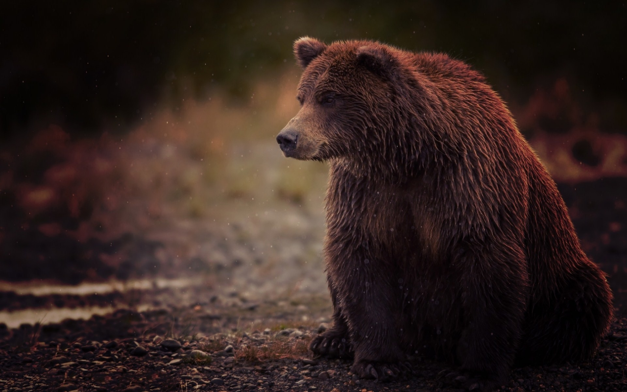 косолапый, brown, сидит, bear, бурый, медведь, sits, мокрый, wet