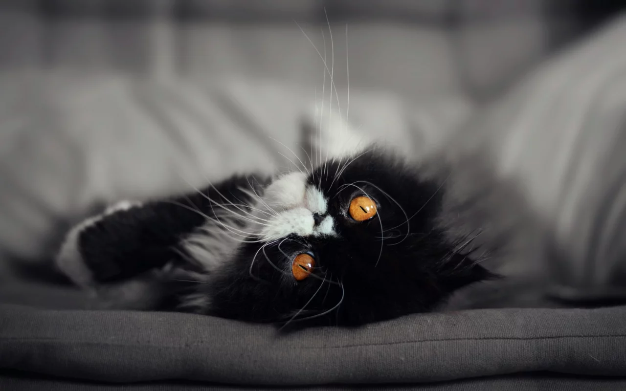 кот, кошка, мордочка, глаза взгляд