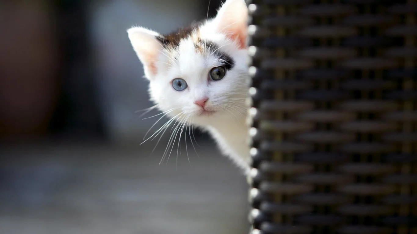 котёнок, выглядывает