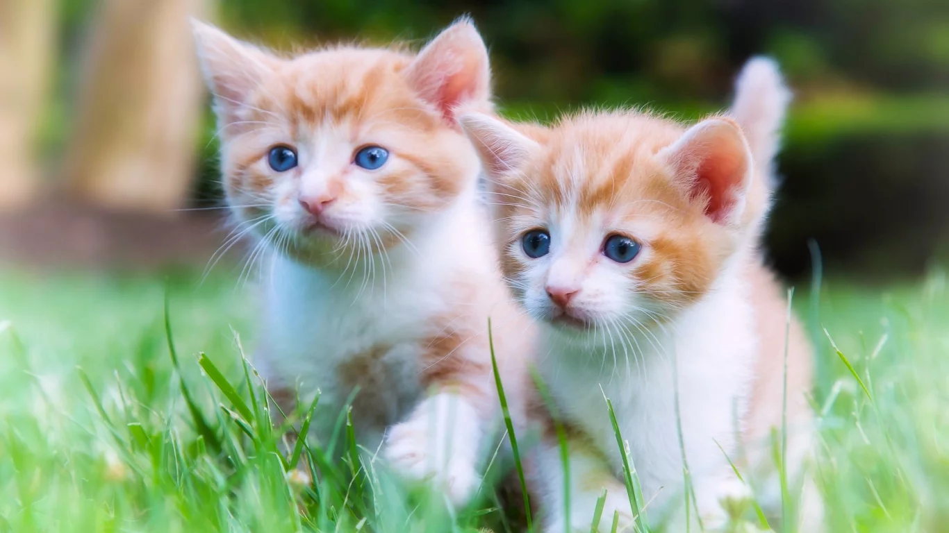 котята, малыши, двойняшки, парочка, прогулка