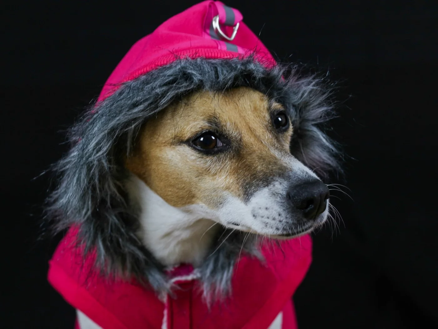 капюшон, собака