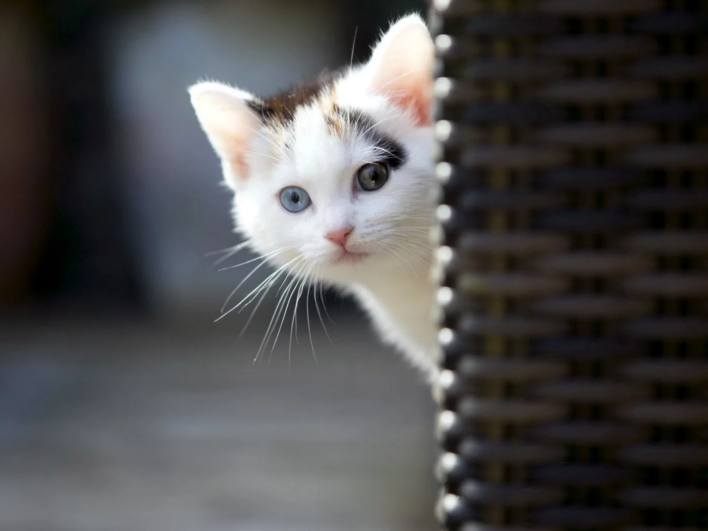 котёнок, выглядывает
