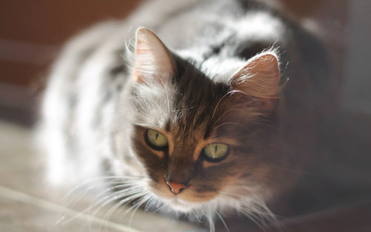 кот, взгляд