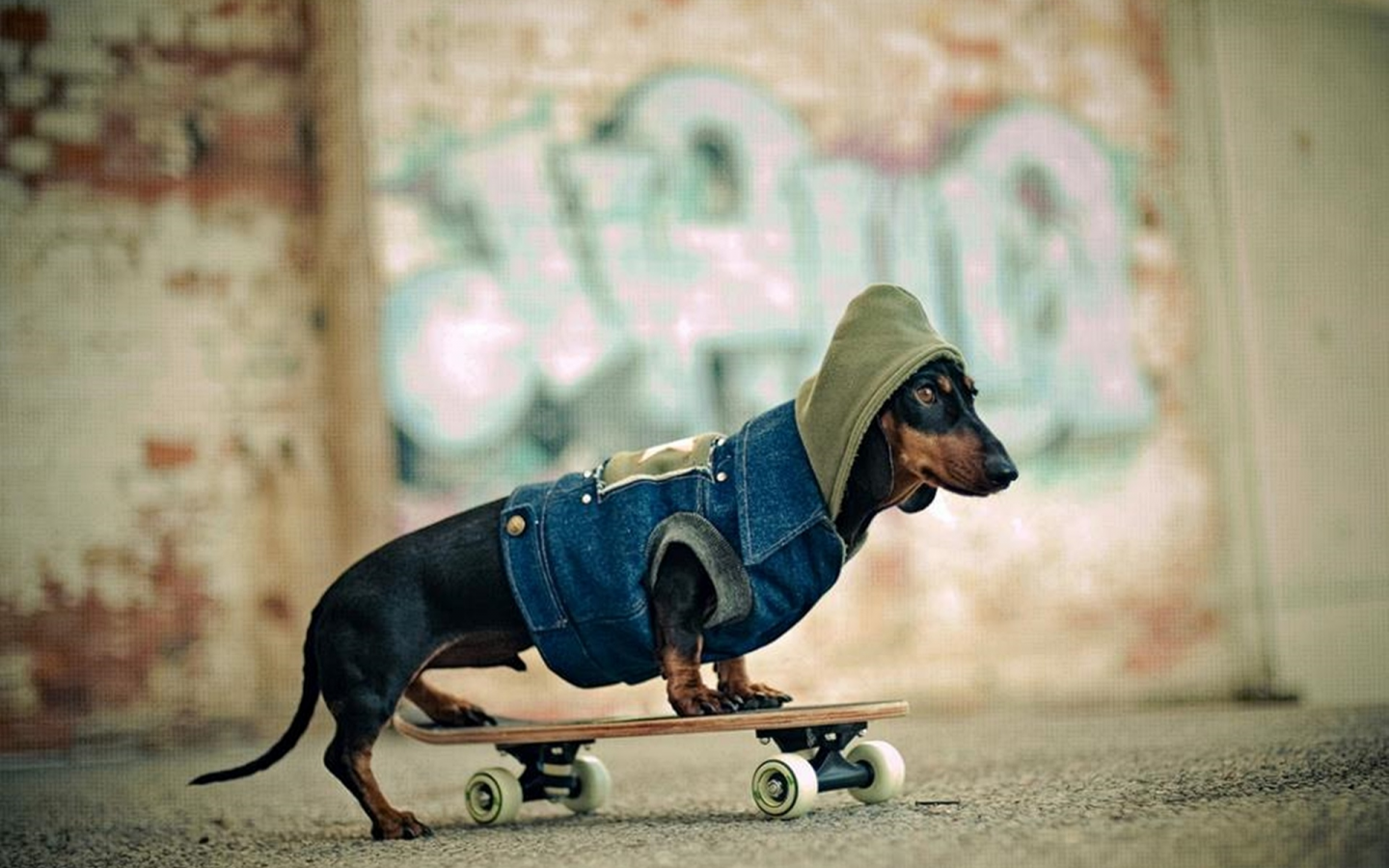 пес, скейт, модник