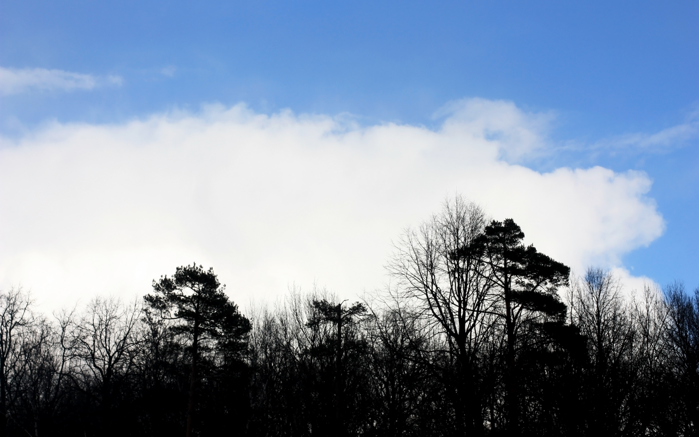 небо, облако, синий, белый, лес, силуэт, черный, дерево