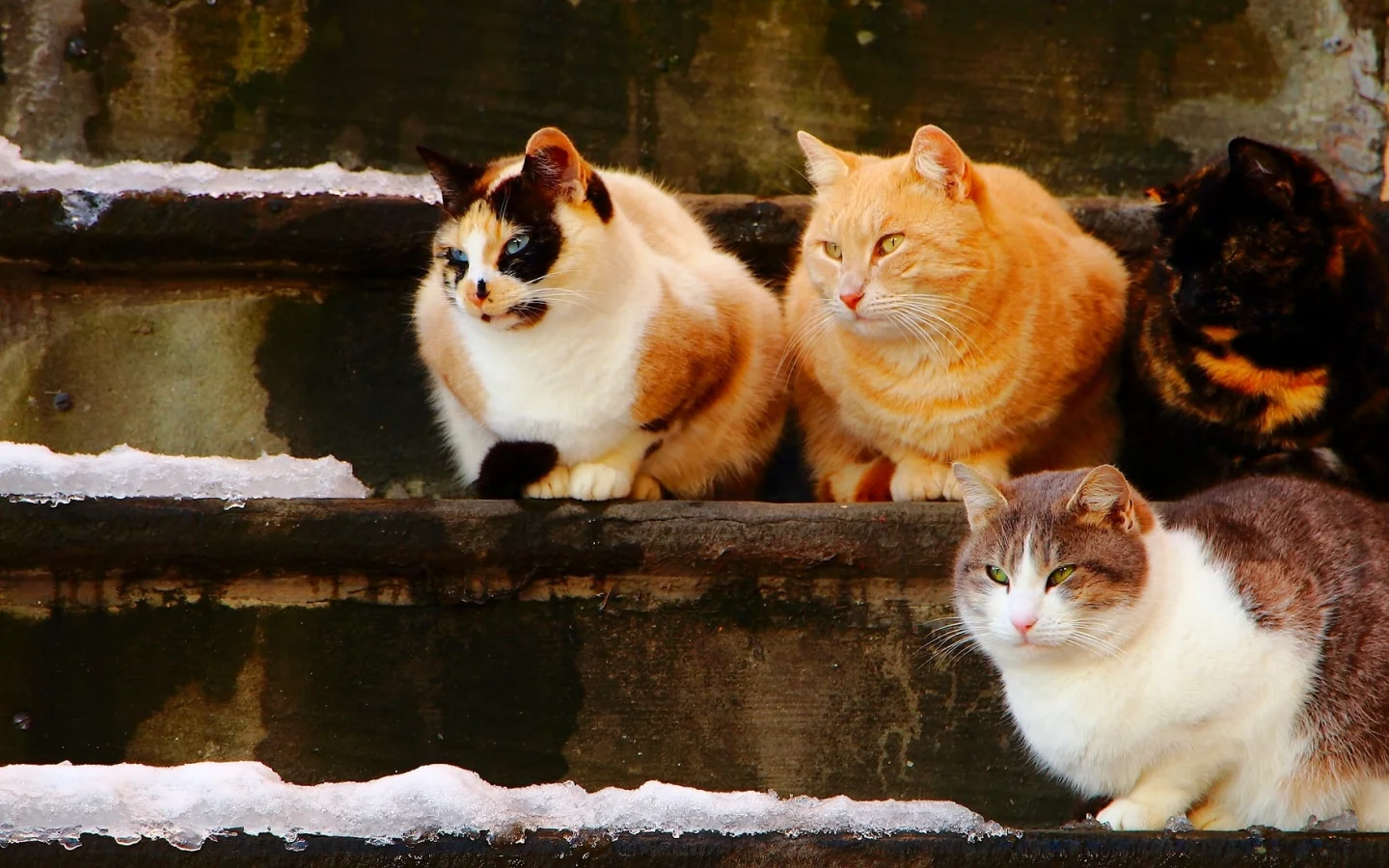 коты, кошки, квартет, ступеньки