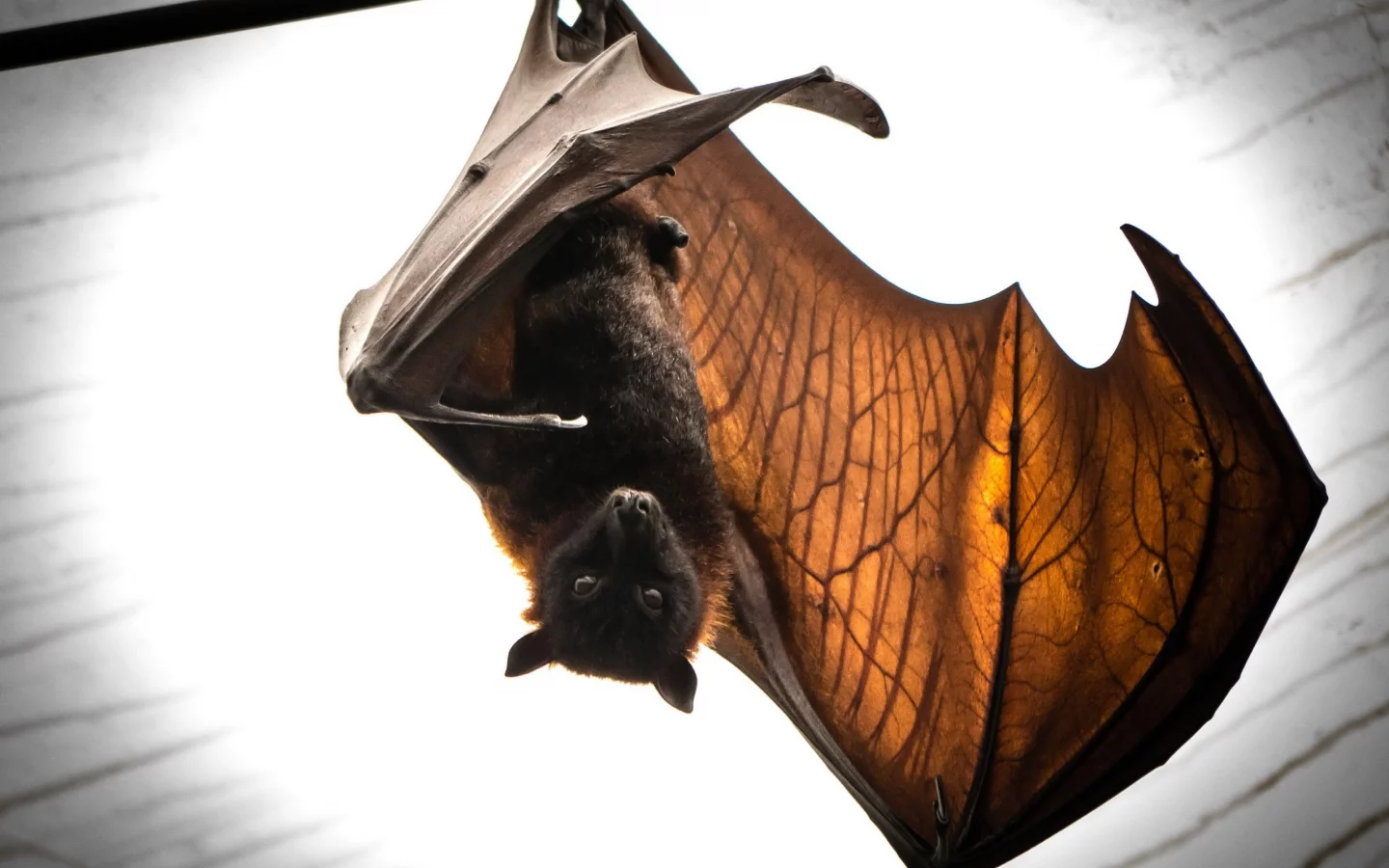 batmans return, летучая мышь, природа
