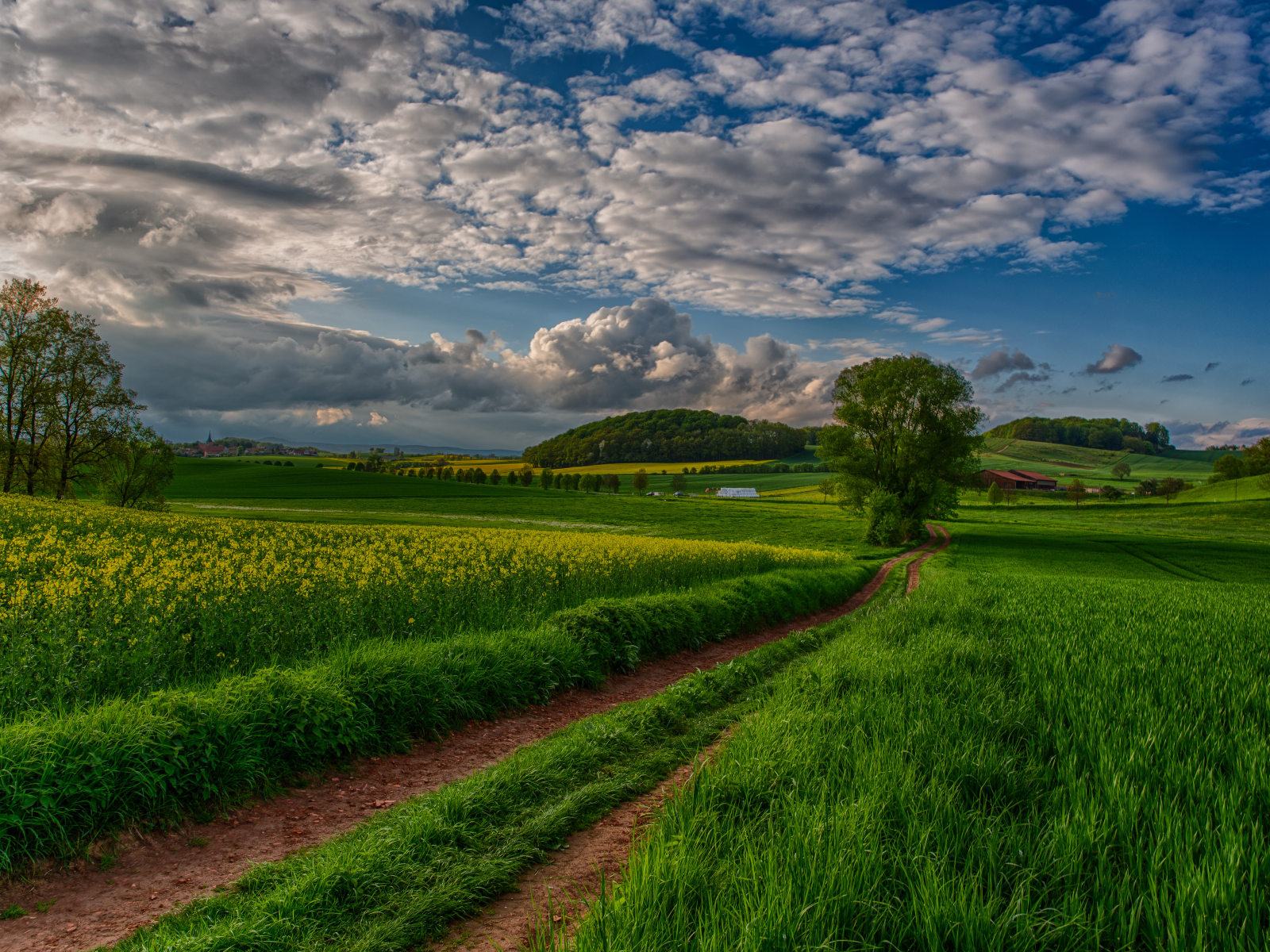 sunset, trees, view, nature, sky, beautiful, field, природа, scenery, clouds, landscape