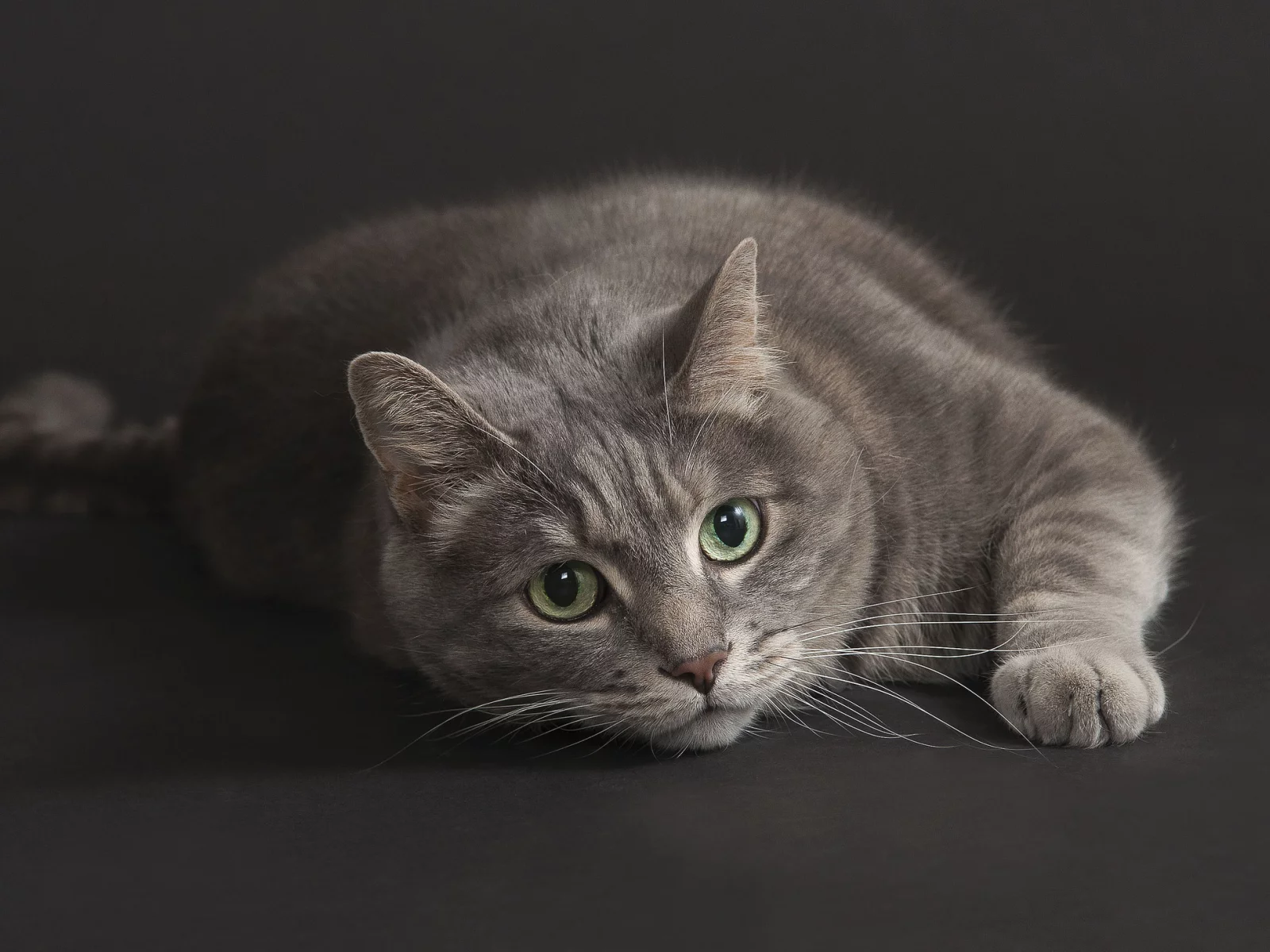 взгляд, кот, котэ