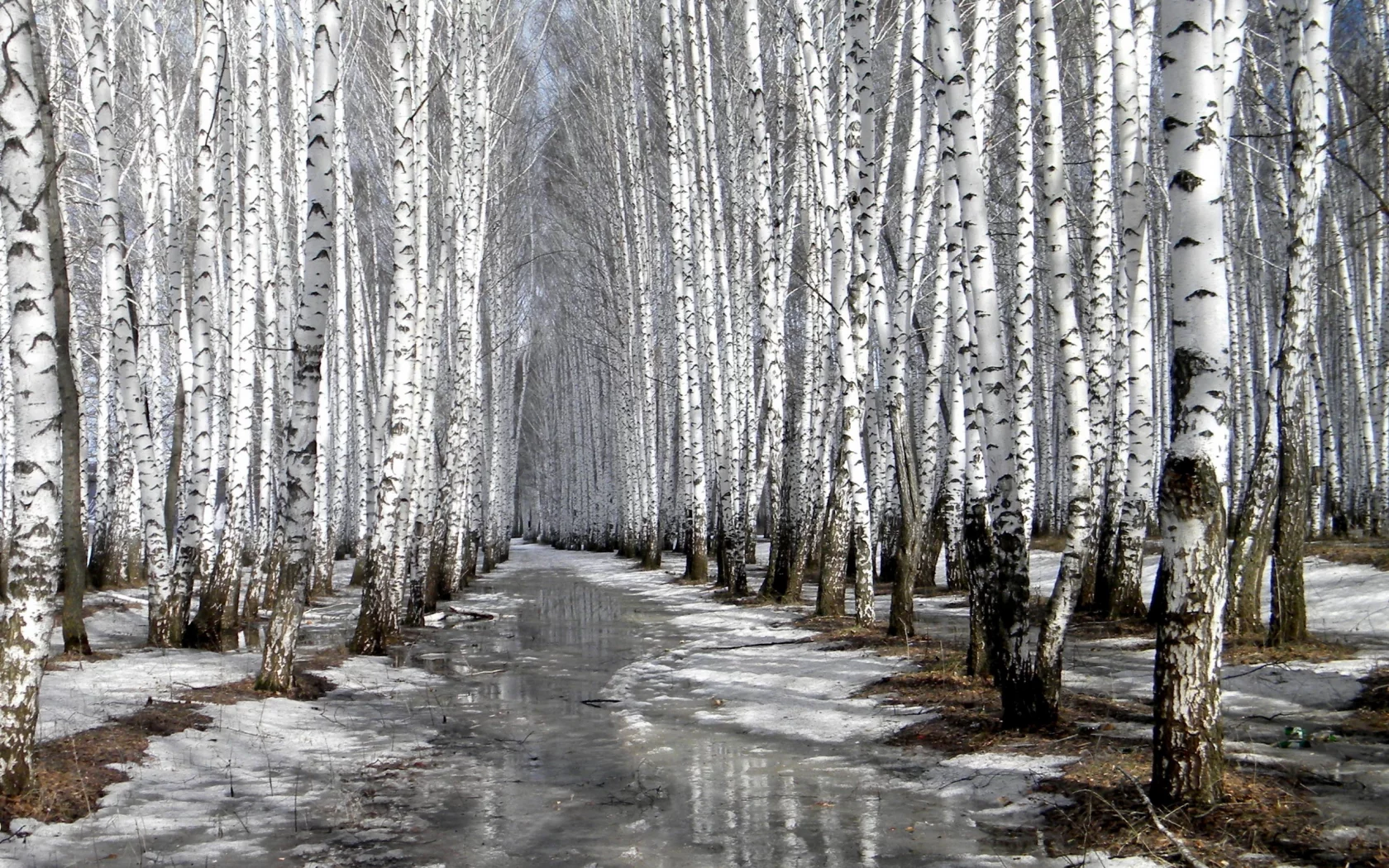пейзаж, березы, снег, тает, весна