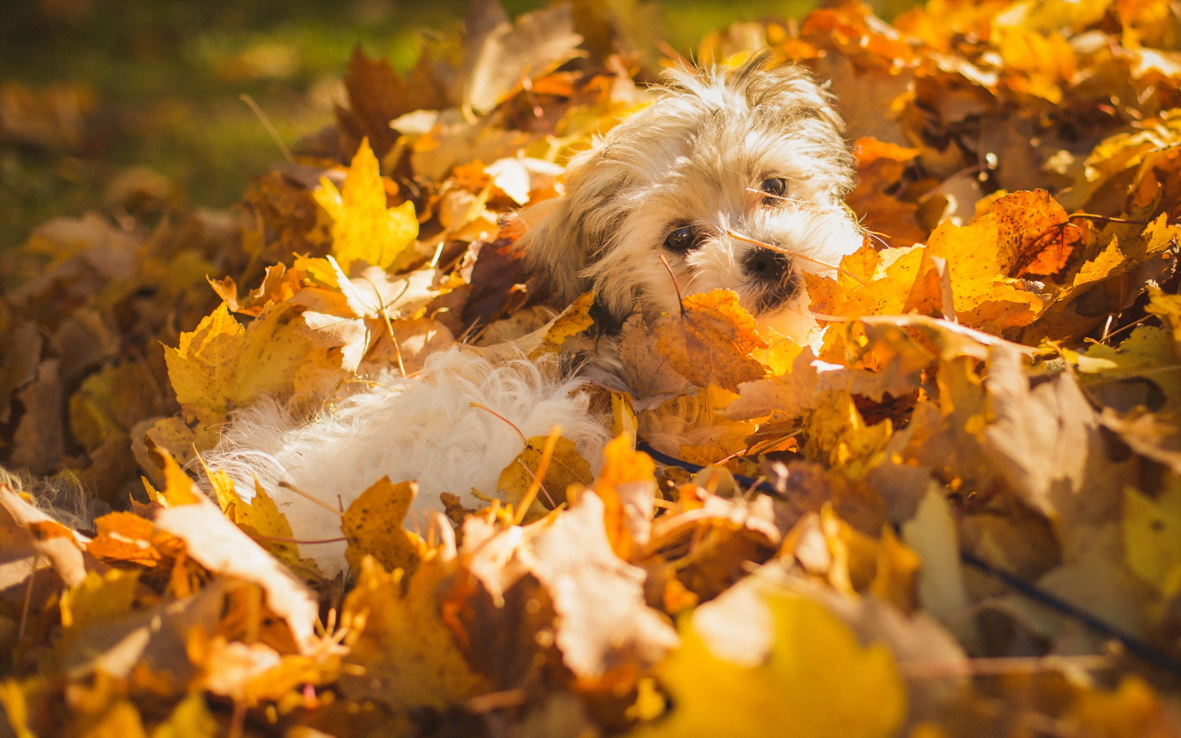 собака, листья, осень
